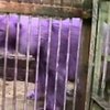 В аргентинском зоопарке появился фиолетовый медведь