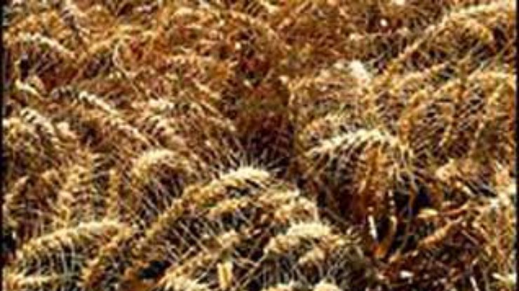 Кучма подписал закон об отмене ввозной пошлины на продовольственное и фуражное зерно