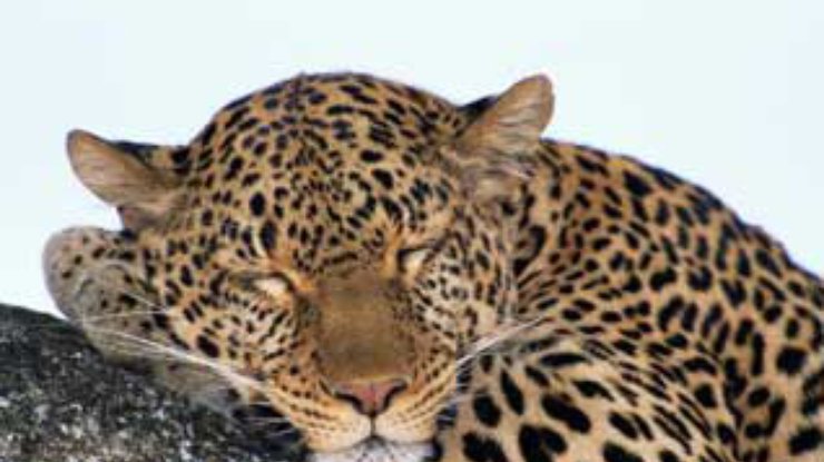 В результате скрещивания ученые получили миниатюрного леопарда
