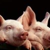 ВВС снимет фильм о двух отчаянных свиньях, сбежавших по дороге на бойню