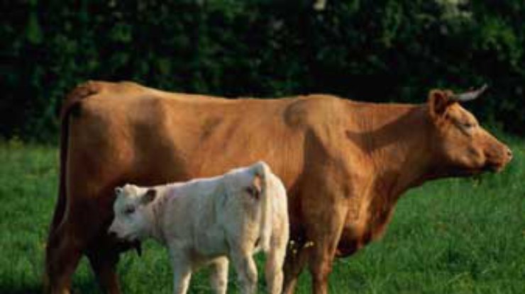 Кабмин ввел регистрацию крупного рогатого скота