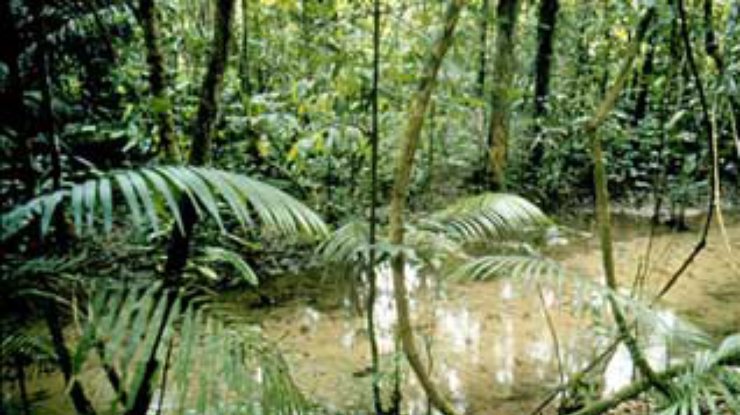 Леса Амазонки были плотно заселены задолго до Колумба