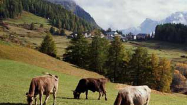 Швейцарские коровы становятся дикими и агрессивными