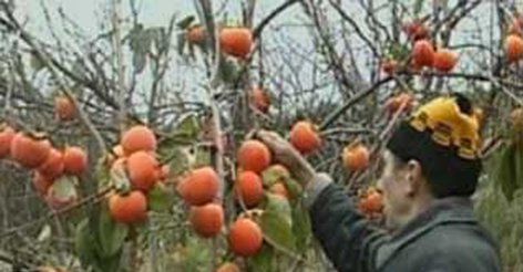 Садовод на кубани Садовод на кубани
