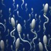 Японские ученые создали искусственные сперматозоиды