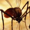 Малярийного комара привлекает запах пота