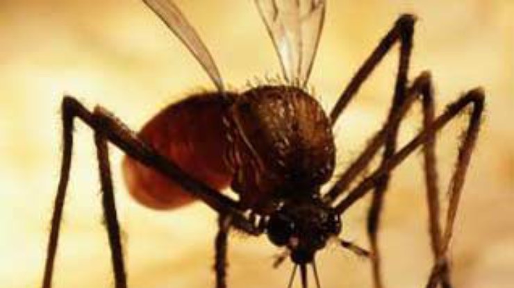 Малярийного комара привлекает запах пота