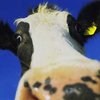 В Германии в банк зашла корова