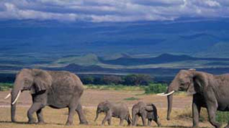 Слон. Живое чудо Азии на грани исчезновения