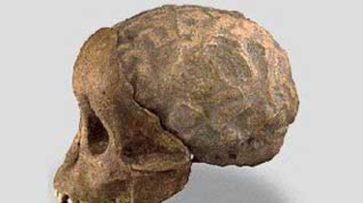 Человеческий мозг появился раньше человека?