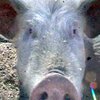 Гигантская свинья из Китая может войти в Книгу рекордов Гиннеса