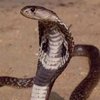 Ученые узнали, почему кобра не может убить "своих"