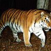 Тигр, загрызший дрессировщицу, проходит психологическую реабилитацию
