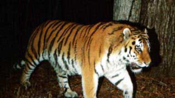 Тигр, загрызший дрессировщицу, проходит психологическую реабилитацию