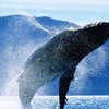 Самой серьезной проблемой для китов стали пестициды