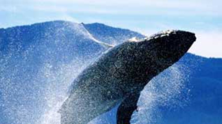 Самой серьезной проблемой для китов стали пестициды