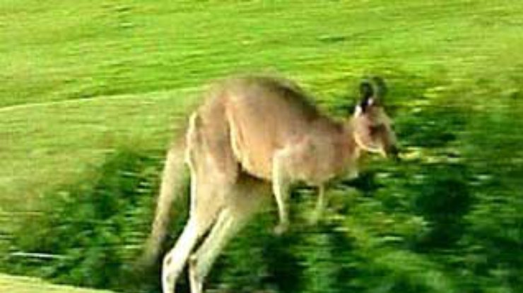 На жительницу Австралии напал кенгуру