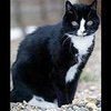 Английский кот Виски отметил 33-й день рождения