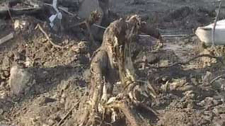 В Одессе под окнами облгосадминистрации спилили 66 деревьев