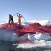 Датский художник раскрасил айсберг в красный цвет