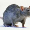 Расшифрован крысиный геном