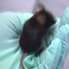 Самая старая мышь на планете - дитя генной инженерии