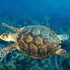 Раскрыт секрет феноменальных способностей морской черепахи