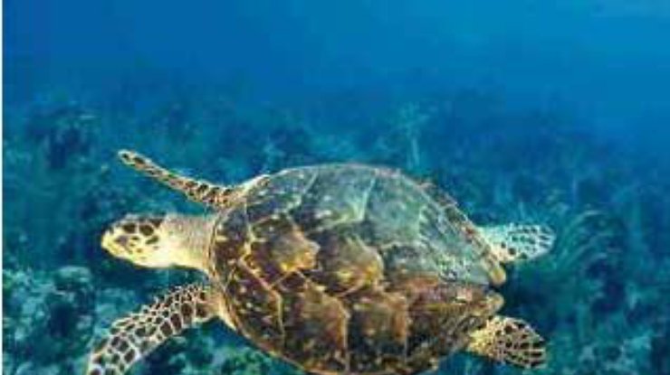 Раскрыт секрет феноменальных способностей морской черепахи