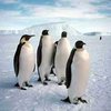 К 2100 году человек сможет существовать только в Антарктиде