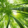Естественные бамбуковые леса стоят на грани исчезновения