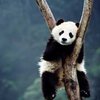 Гигантских панд в Китае больше, чем думали