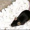 Австралийцев осуждают за публичное поедание мышей
