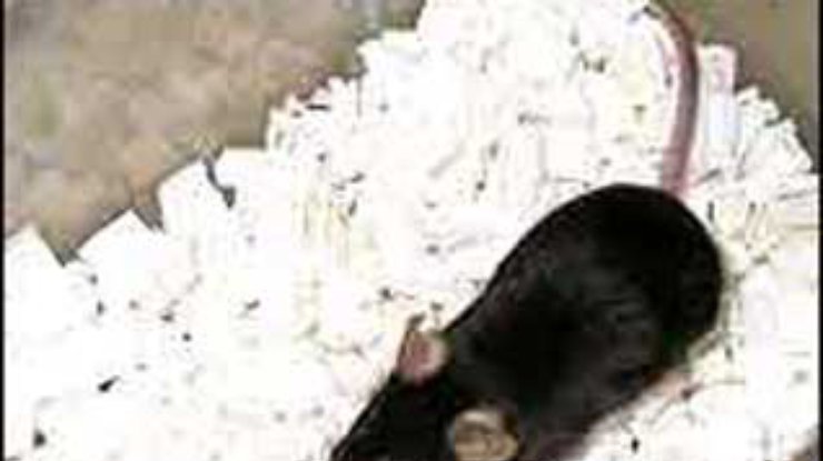 Австралийцев осуждают за публичное поедание мышей
