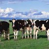 Коров обвинили в создании парникового эффекта