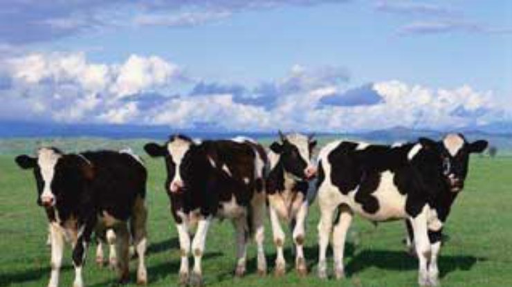 Коров обвинили в создании парникового эффекта