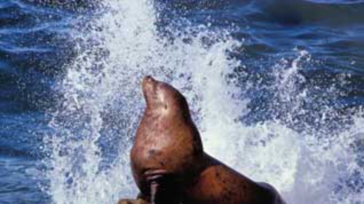 Российские экологи: Массовой гибели тюленей в Белом море не было
