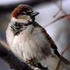 Биологи нашли родину всех певчих птиц Земли