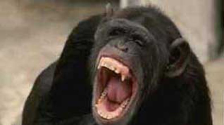 Ученые нашли еще один признак интеллекта у шимпанзе - способность зевать за компанию