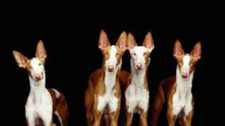 Португальским собакам будут вшивать радиометки