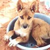 Ученые установили происхождение австралийских диких собак Динго