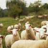 Фотографии сородичей могут избавить овец от стресса