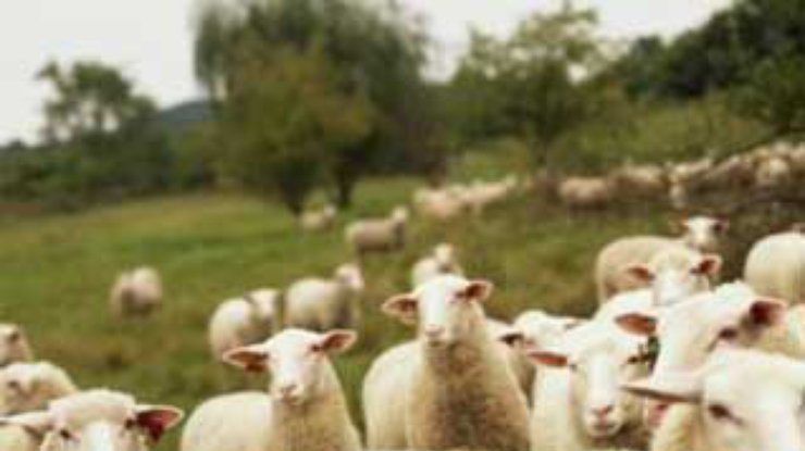 Фотографии сородичей могут избавить овец от стресса