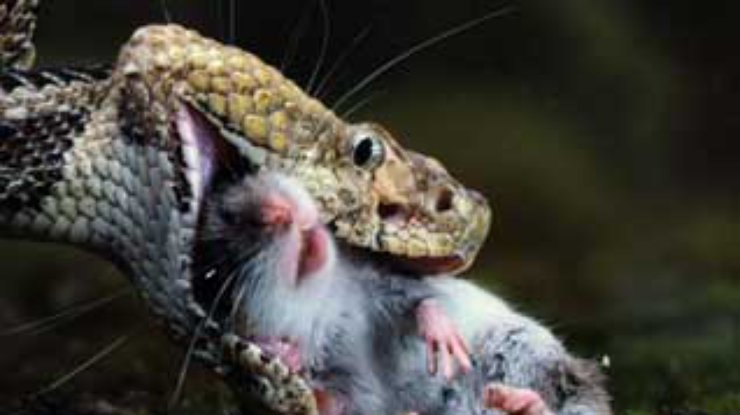 Змеи могут приспосабливать голову к размерам добычи