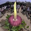 Самый большой в мире цветок расцвел в ботаническом саду Сиднея