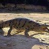 Пожилая австралийка спасла соседа от крокодила