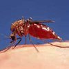 В Бельгии создана вакцина против малярии