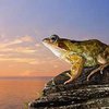 Биологи советуют лягушкам квакать на более высоких частотах