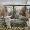 На одной из ферм Харьковской области коров доят под классическую музыку