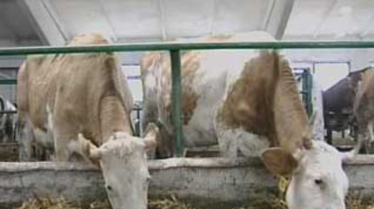 На одной из ферм Харьковской области коров доят под классическую музыку
