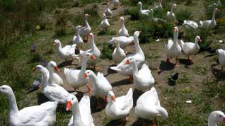 Бразильских заключенных охраняют гуси